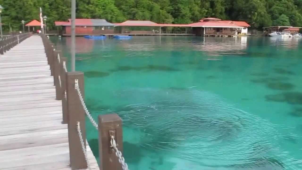 school of fish jump out of the water when attacked by predator