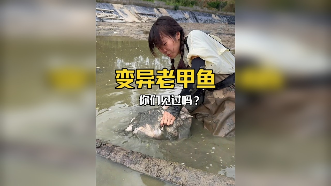 幺妹花300包下一口甲鱼塘捡漏，到底是亏还是赚?