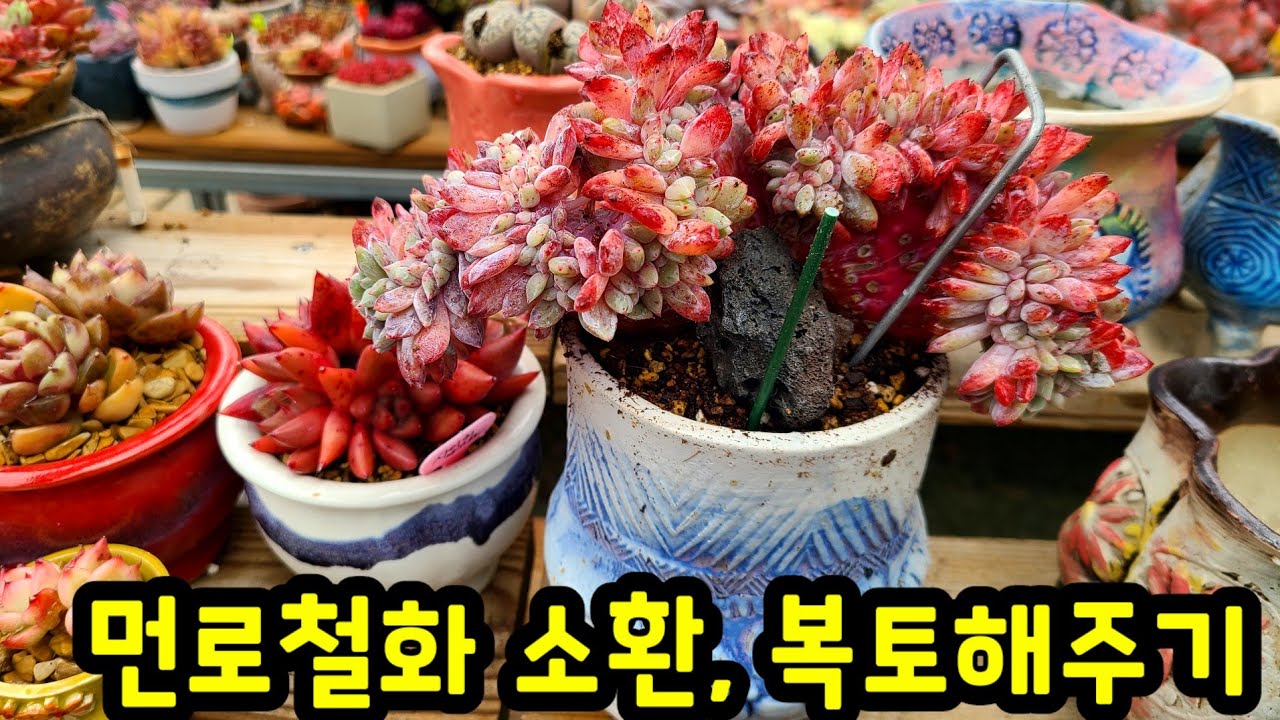 뿌리 정리해서 분갈이했던 먼로철화 100일만에 소환! 이제야 뿌리 내리네요. 복토하고 지지대해줘요 ~ 