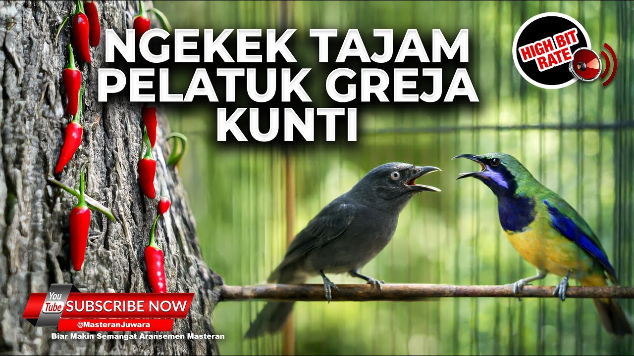 🔴 Live Masteran Ngekek Kunti Pelatuk Greja Besetan Tajam Cucak Cungkok Gacor vs Srigunting Abu Abu