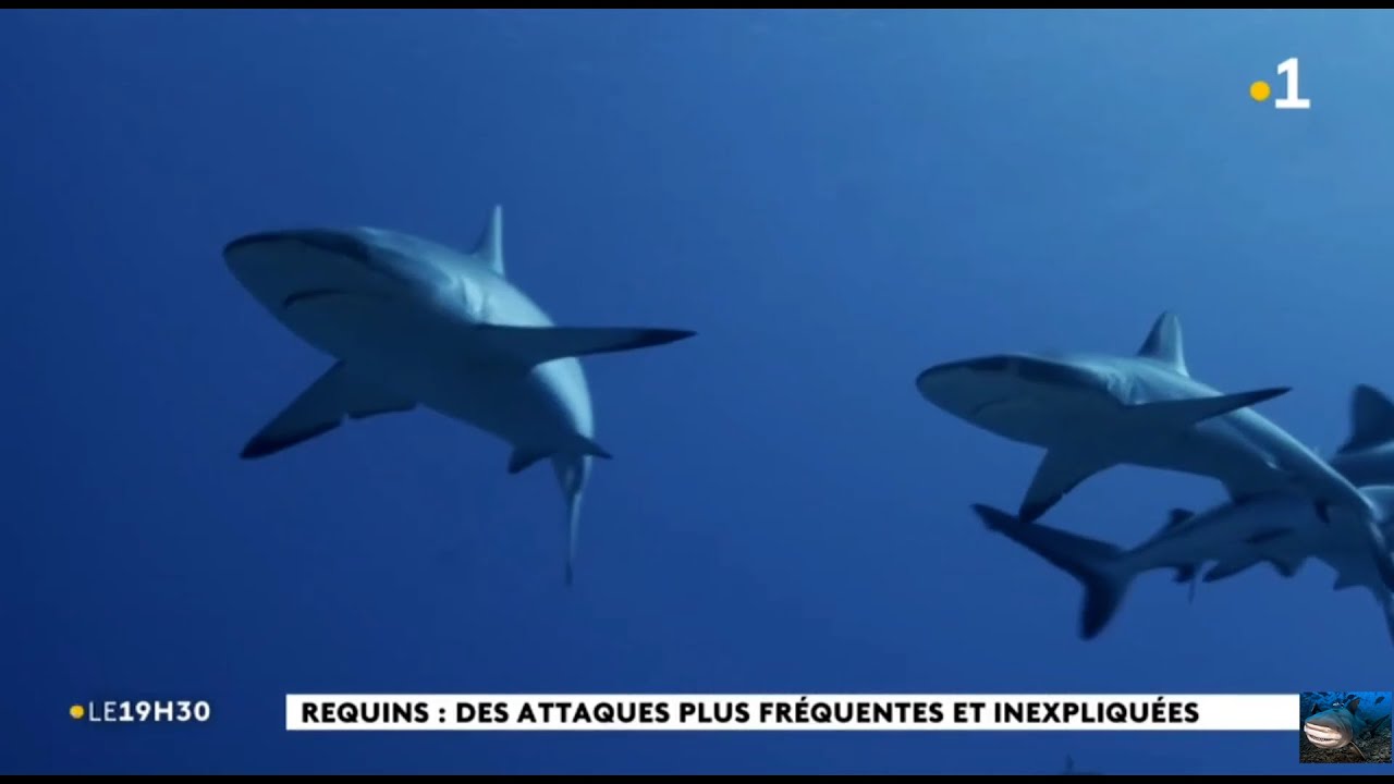 🇳🇨 🦈NOUVELLE CAL&Eacute;DONIE : des attaques de requin plus fr&eacute;quentes et inexpliqu&eacute;es - 02/03/2021