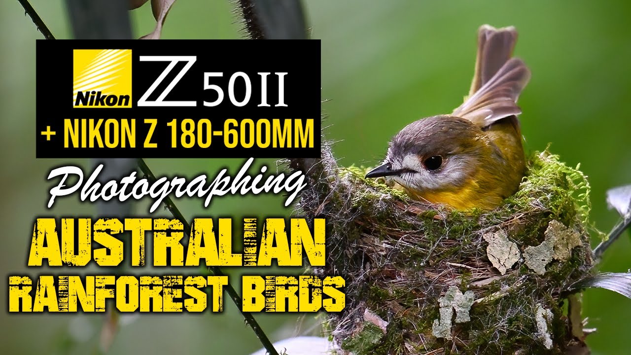 Nikon Z50II: фотосъемка птиц австралийских тропических лесов