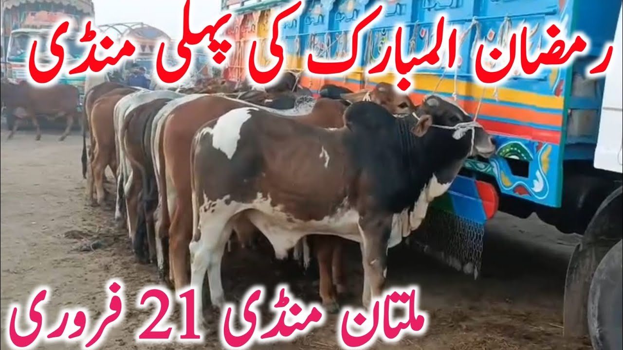 Today Multan Cow Mandi 2026 | Cholistani Sahiwal & Brahman Cows | Global Village Farming