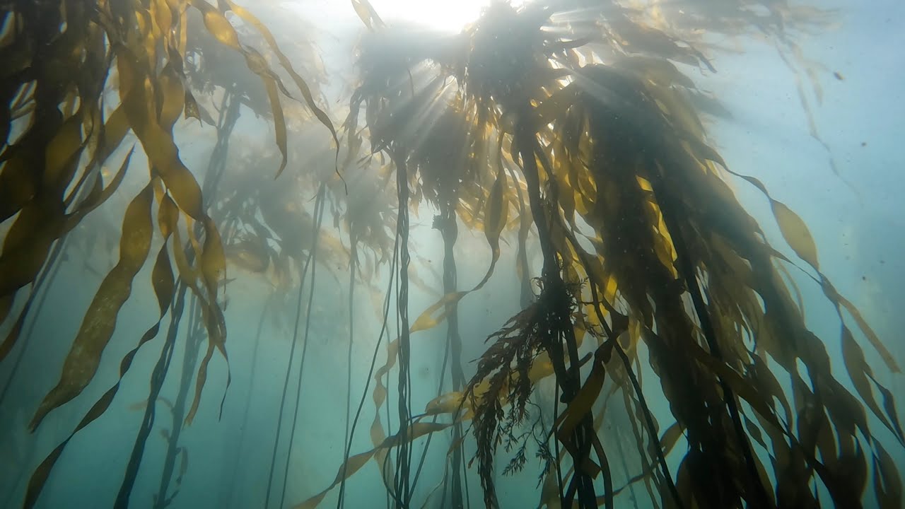 Scuba Dive Carmel River State Beach