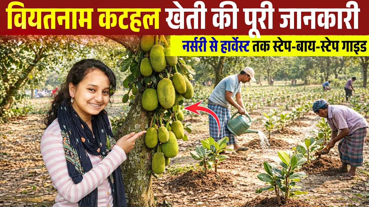 कटहल की खेती के बारे में सारी जानकारी|All information about kathal farming|Vietnum all time kathal|