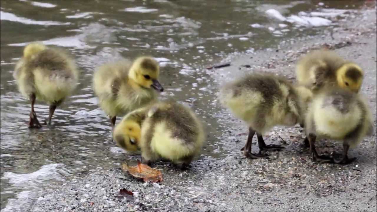 Canada Geese Goslings