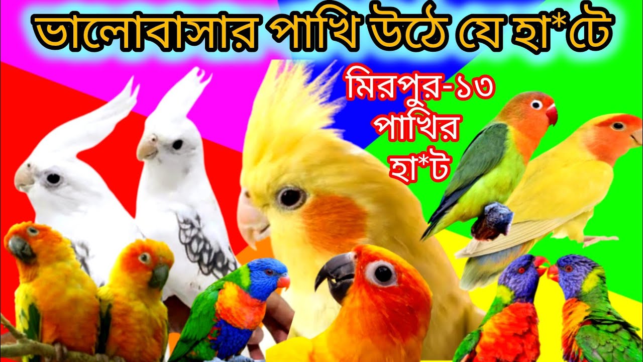 ভালোবাসার পাখি উঠে যে হা*টে-The lovebirds rise in the mar-ket মিরপুর ১৩ পাখির হা*ট। 