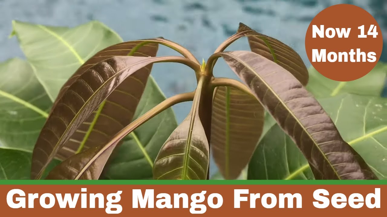 How To Grow A Mango Tree From Seed - 14 Months