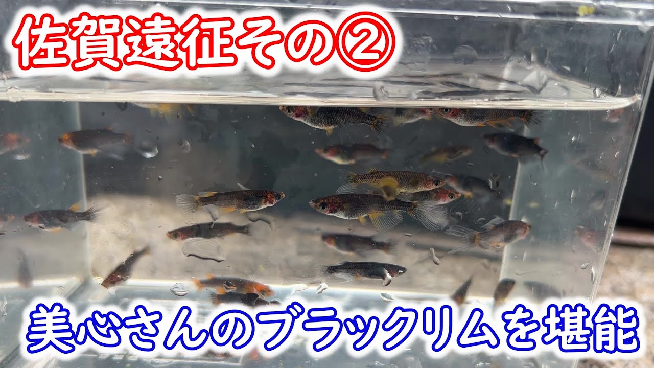 【めだか】美心めだかさんのブラックリムを一緒に堪能しましょう。Ｂ型おやじ
