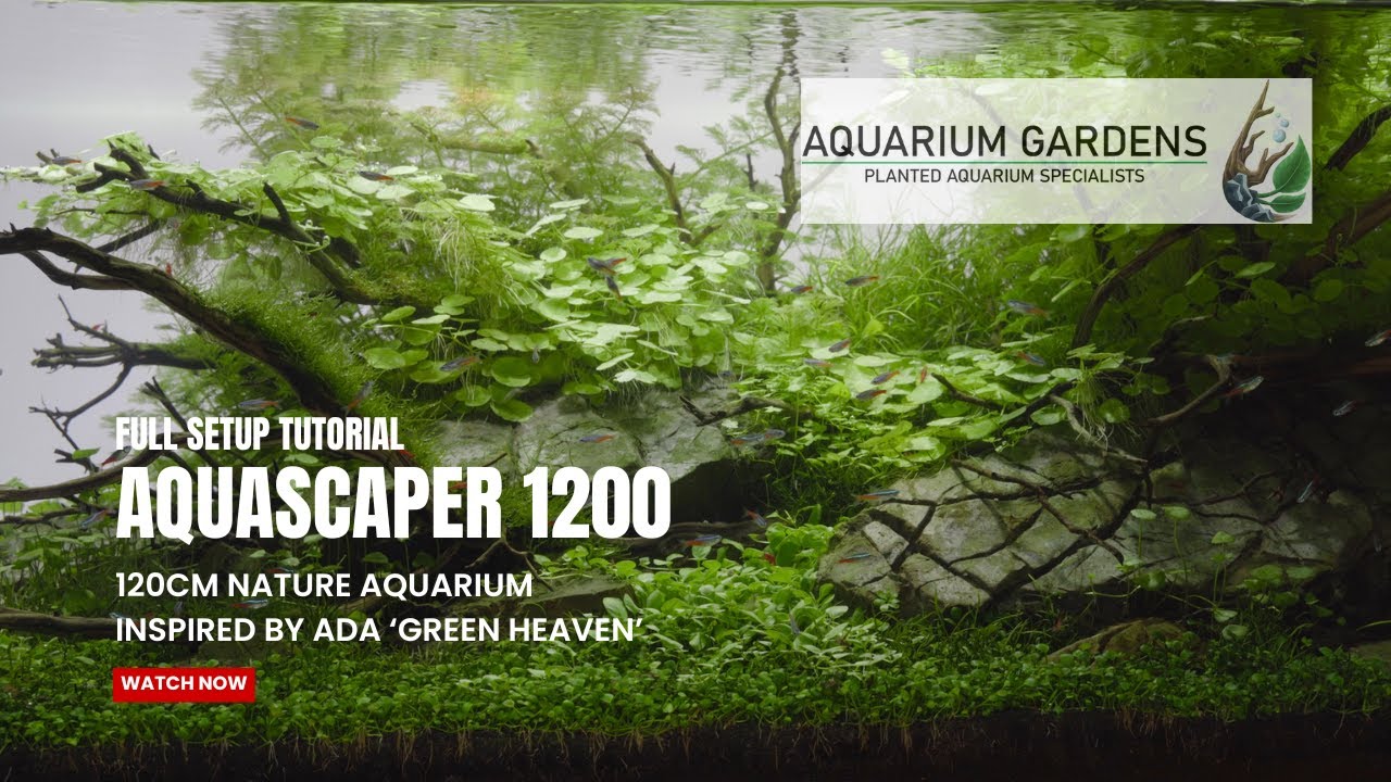 120cm Nature Aquarium: Aquascape Setup Tutorial, Inspired by ADA 