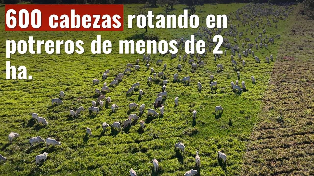CLAVES de la GANADERIA🐂  REGENERATIVA, + de 30 AÑOS de EXPERIENCIA ✅ !!