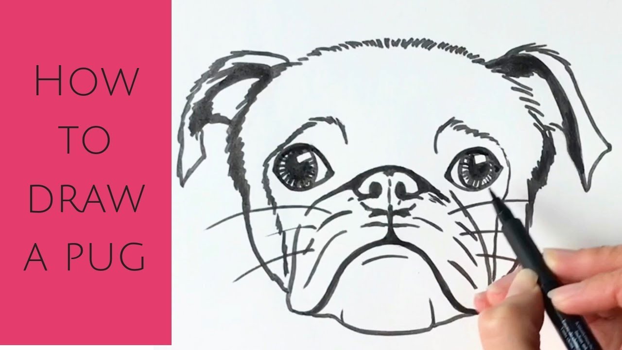 How to draw a pug dog