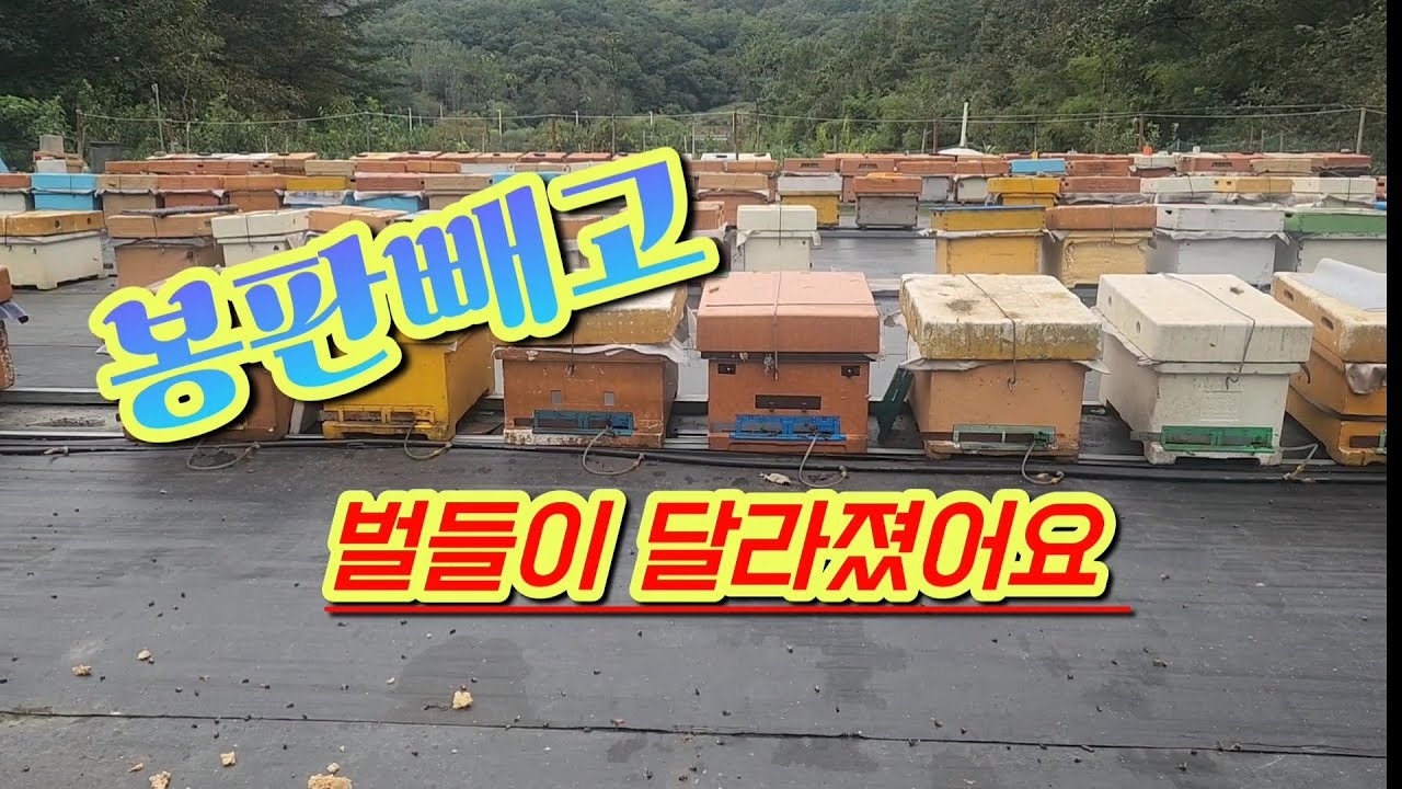 금년에 처음으로 봉판빼기 만족 스럽네요~
