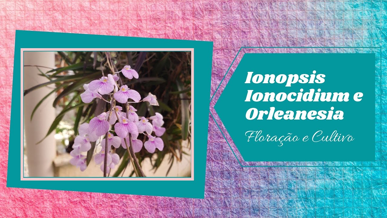 Ionopsis, Ionocidium e Orleanesia - Flora&ccedil;&atilde;o e Cultivo