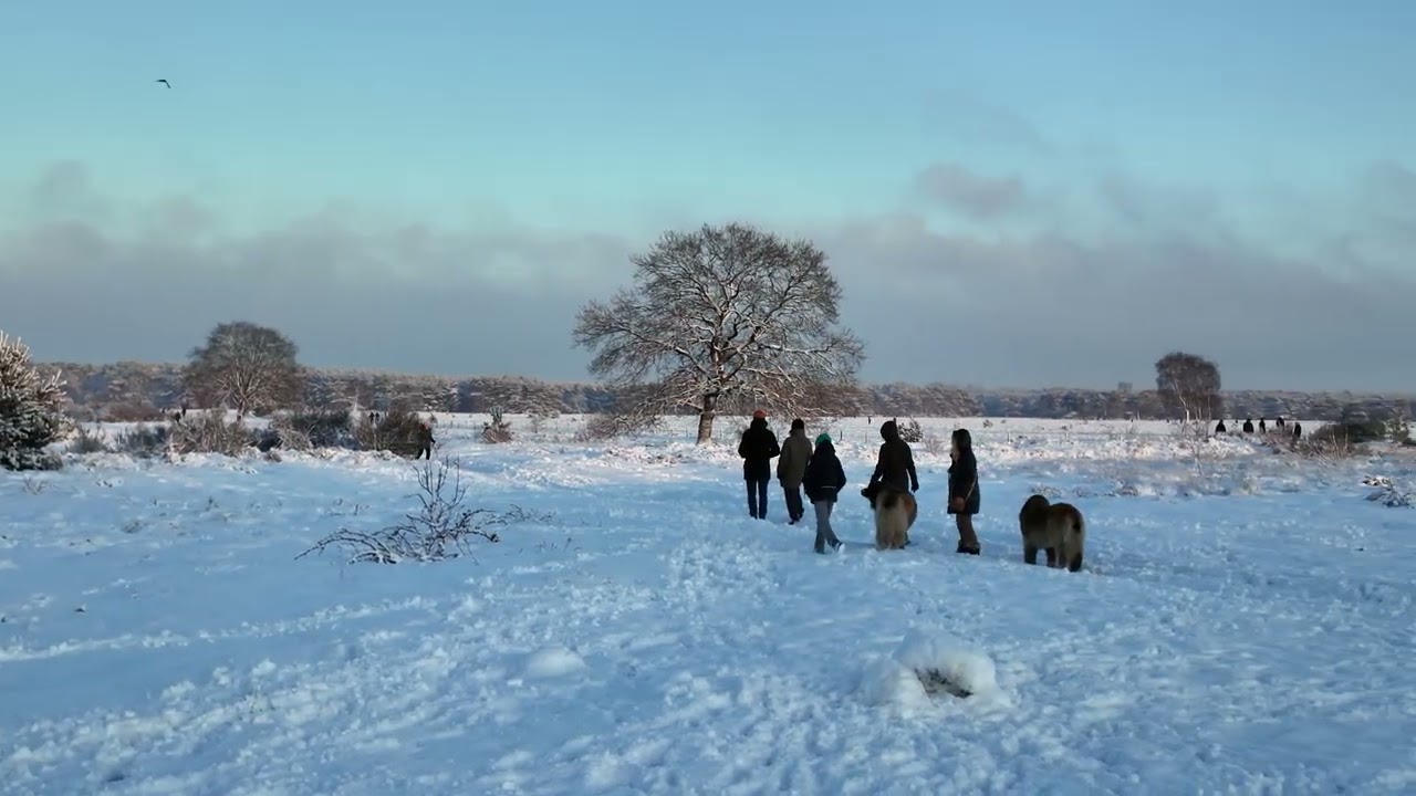 Bussummerheide, Netherlands, Winter 2026
