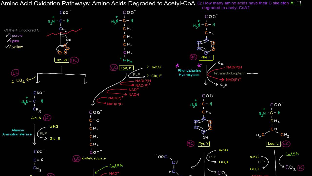 Amino Acid Oxidation Pathways (Part 4 of 10) - Amino Acids Degraded to Acetyl-CoA