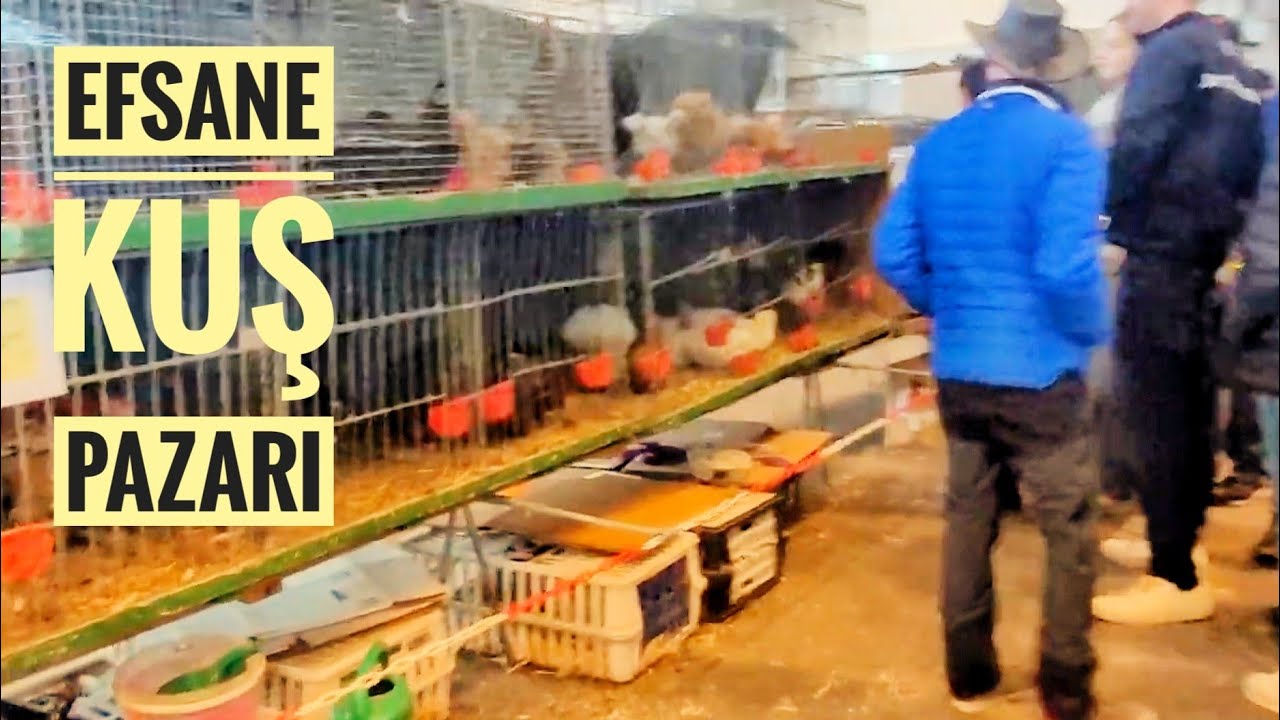 Geleneksel Kuş ve Köylü  Pazarı Almanya 02.11.2024. Güvercin Kanarya, Muhabbet Kuşu, Papağan,  Tavuk