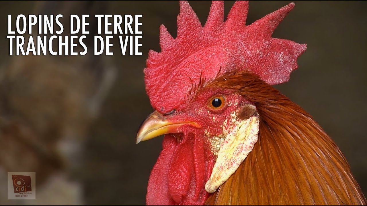 Lopins de terre et tranches de vie