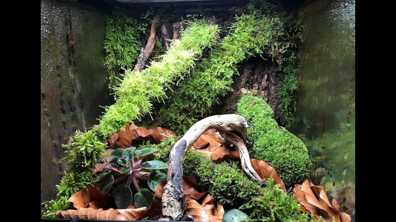 Creation d'un terrarium tropical humide