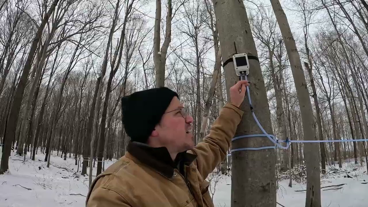 Setting up Sap Spy Nodes in the Sugarbush