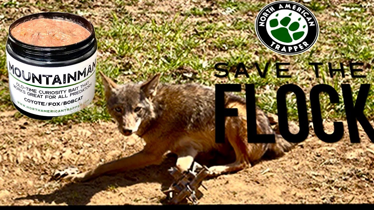 Hot to set coyote traps educational with Alan Probst from North American Trapper. Proven to work. 
