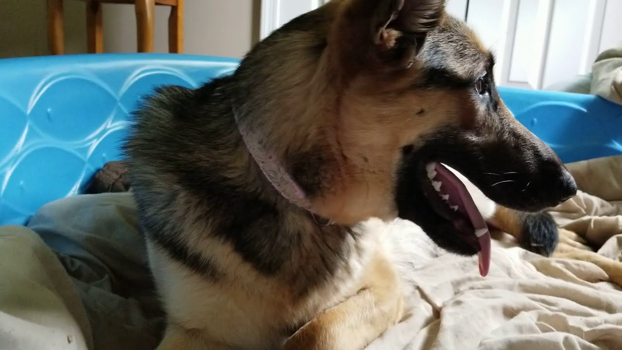 German Shepherd giving birth.