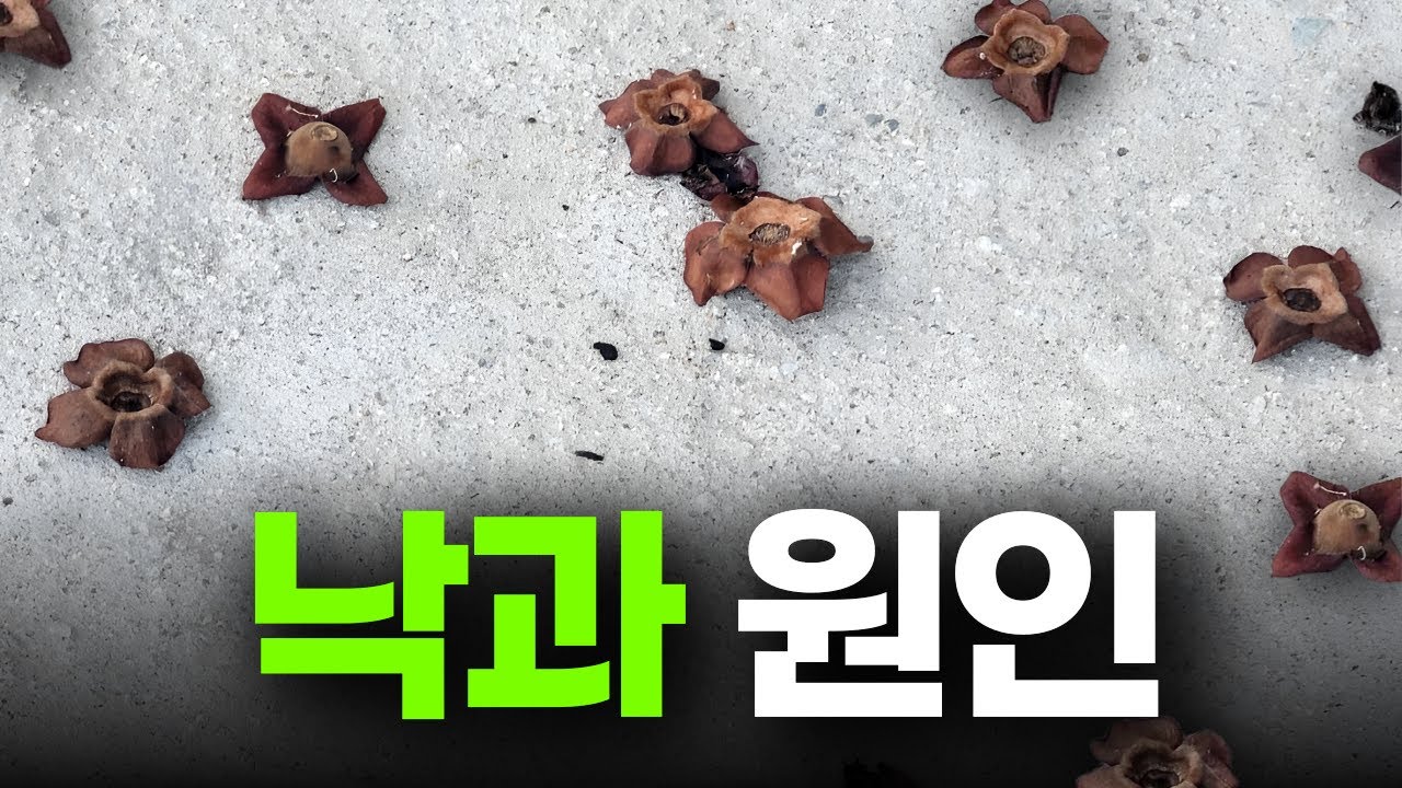 역대급 낙과의 원인은? ㅣ 낙과 예방법