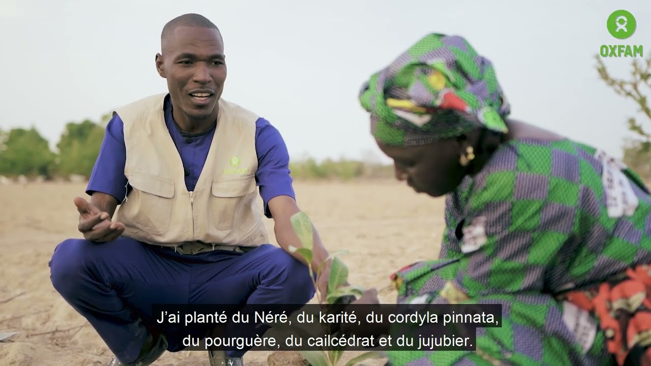 Regreening Africa / Reverdir l'Afrique (Mali)