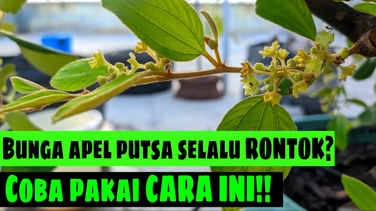 Cara Merawat Bunga Apel Putsa Agar Bunga Nya Tidak Rontok‼️