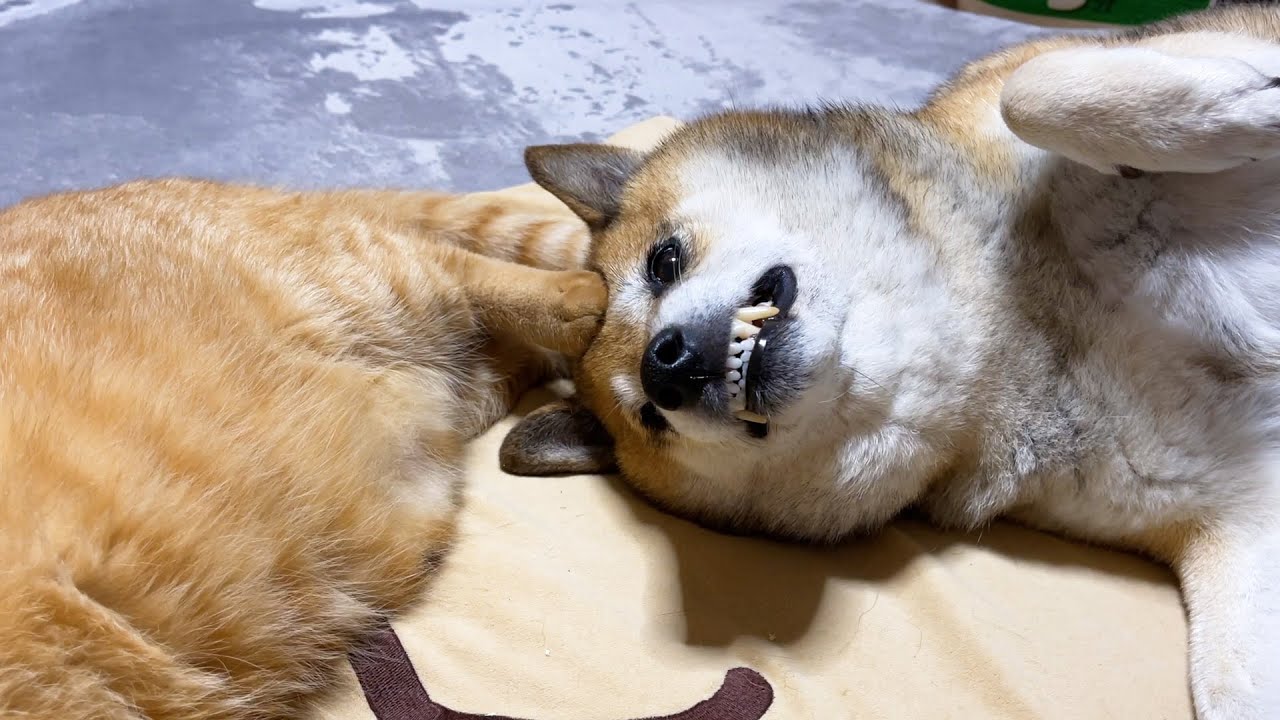 子供猫に頭を踏まれても怒らない優しい柴犬パパ♥(笑)