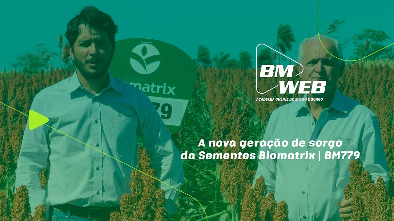 Nova geração de sorgo: Conheça do BM779 Attack | BM Web