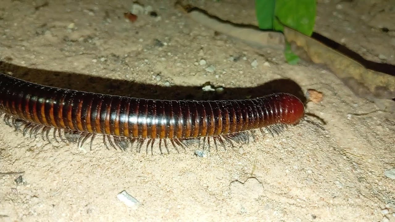 Millipede cute