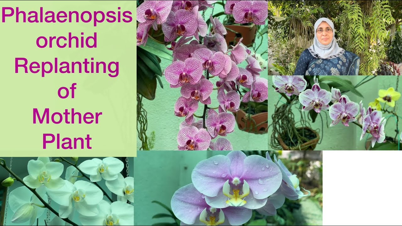 Garden Tour : Phalaenopsis Orchid - Replanting of MotherPlant |Orchid Care Malayalam