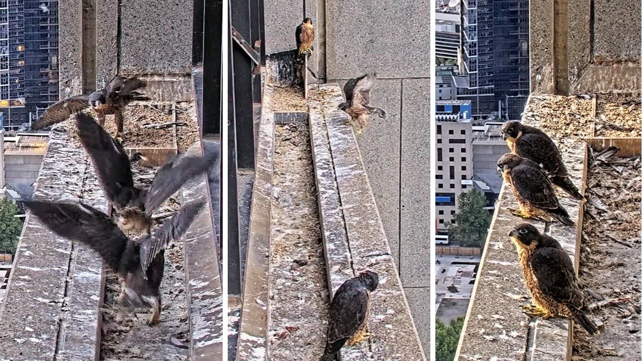 367 Collins St. Falcons🪽Pre-Fledge Chicks Perform Acrobatics🎡 Teetering on Ledge🫣 2025 Nov 10
