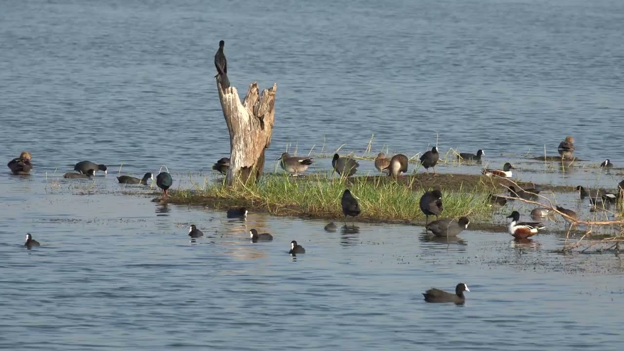 Snakebird, Eurasian coot, Purple moorhen, ducks and other birds