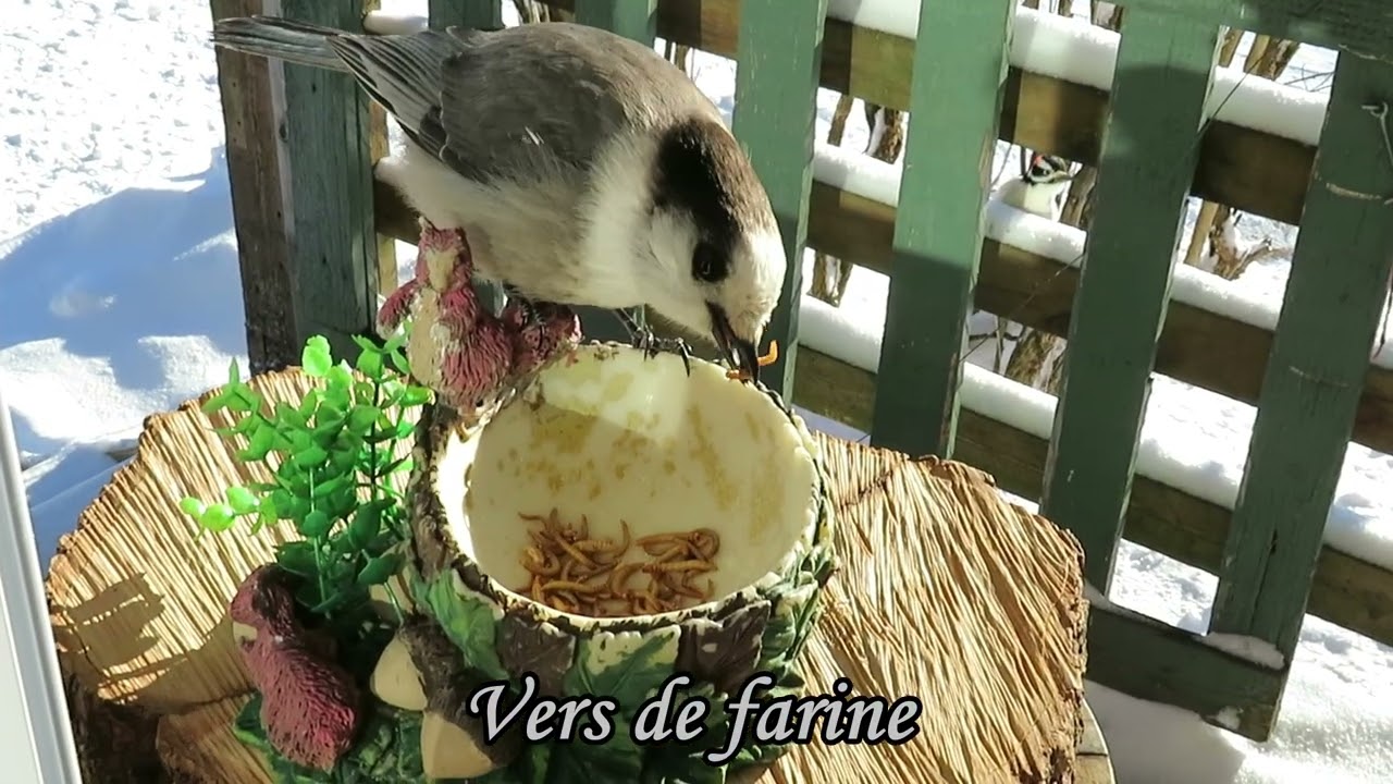Vers de farine et porc haché pour les oiseaux du ciel le 7 décembre 2026 Saint-Fabien-de-Panet
