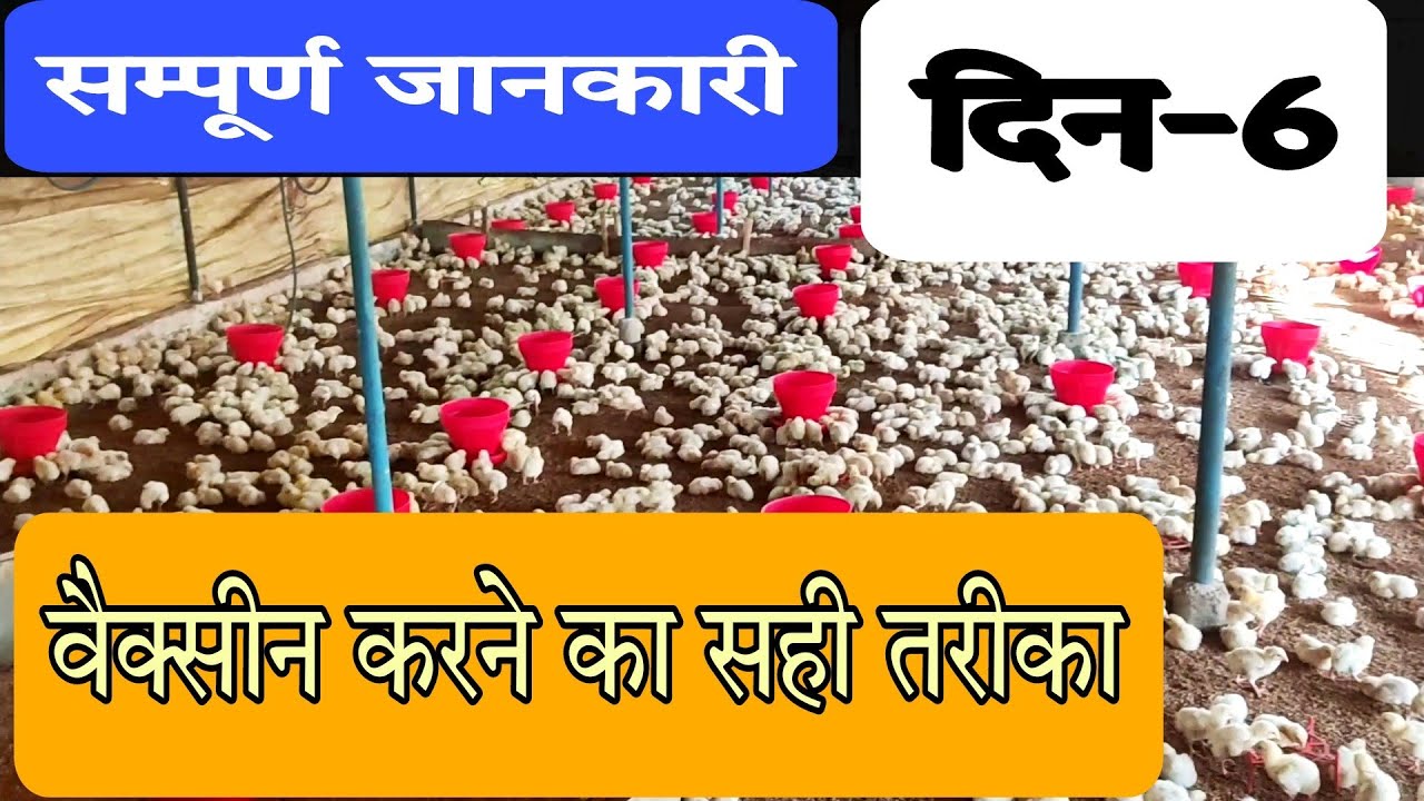 poultry farm me day 6 ki poori jankari