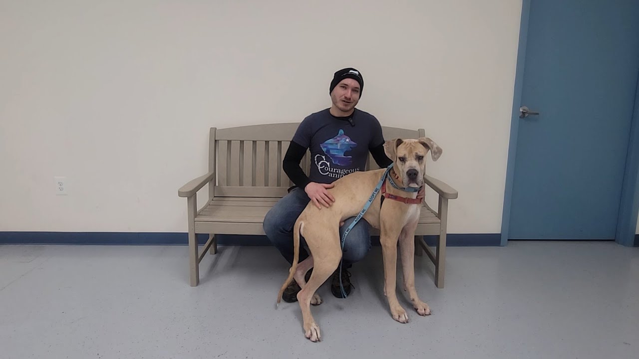 Teach Dogs to Calmly Enjoy Affection & Desensitize for Examination & Grooming | Courageous Canines