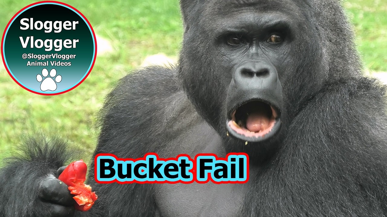 Bucket Trouble at Zoo Bassin D'Arcachon  - Upright Veggie Hunt