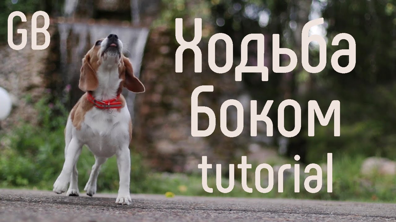 КАК НАУЧИТЬ СОБАКУ ХОДИТЬ БОКОМ? Обучалка от бигля Джины