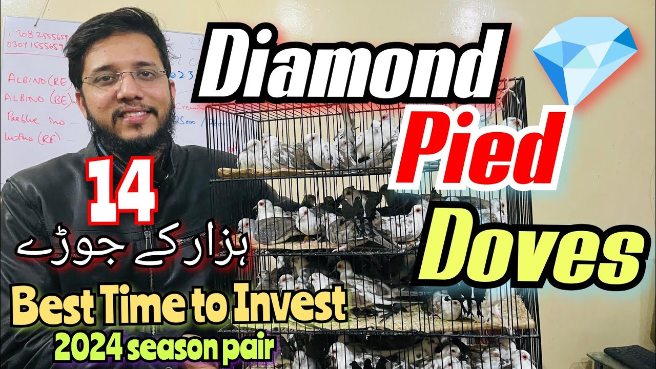 Diamond 💎 Pied Doves 14 Hazar k joray | Best Time to Invest 2024 season pairs