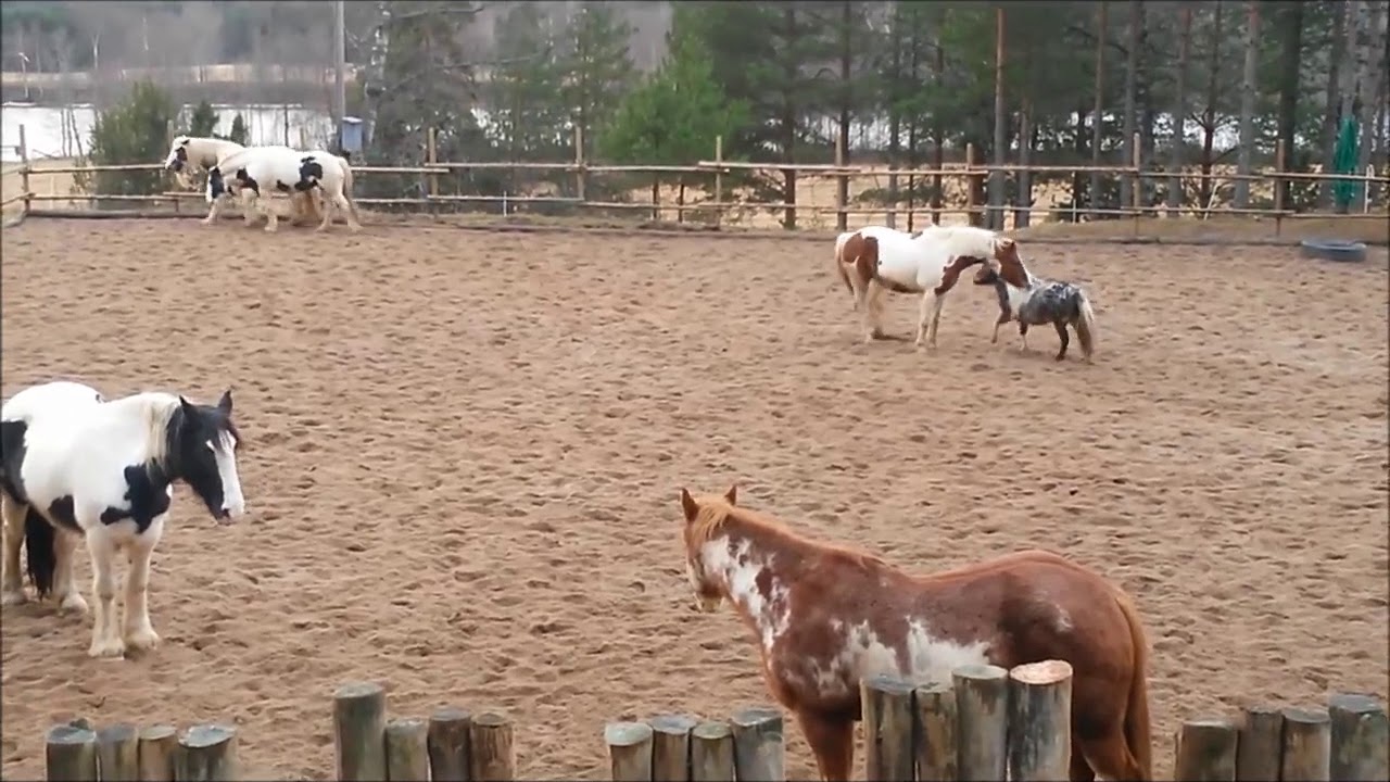 Chento & Pierro playing - Our Little Farm