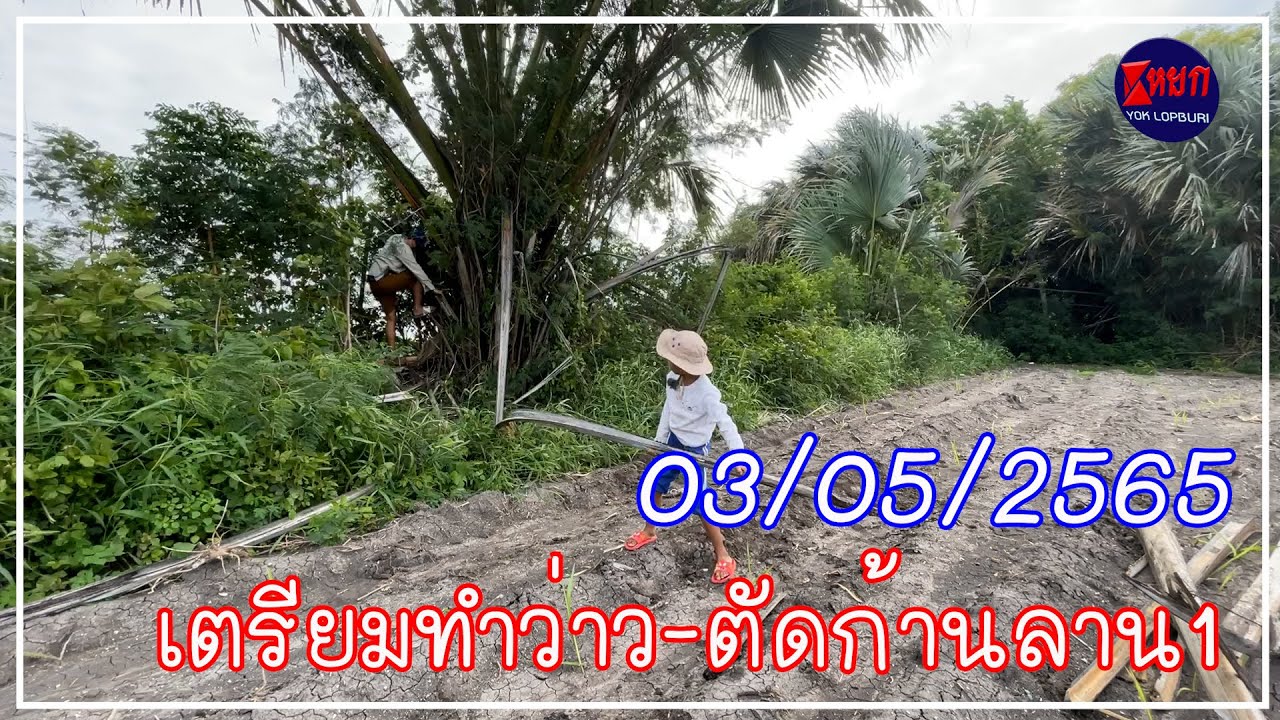 เตรียมทำว่าว ตัดก้านลาน1 (03/05/2565)