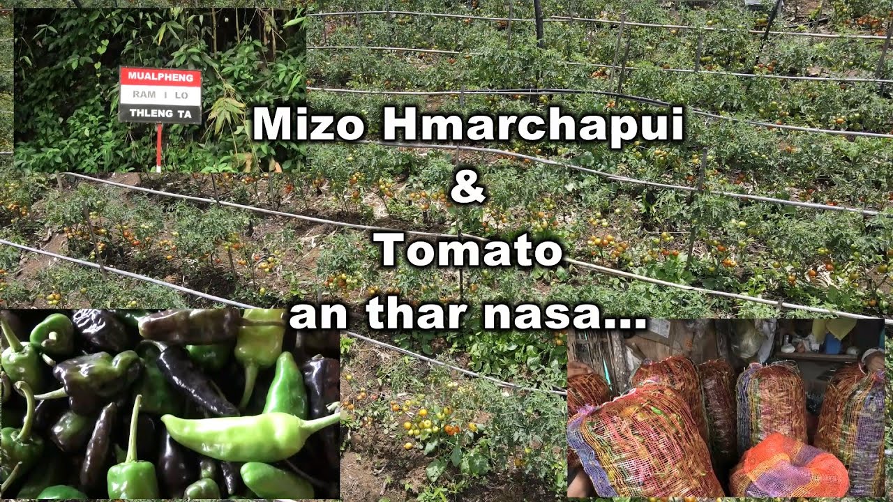 Khaw taima Mualpheng Hmarchapui