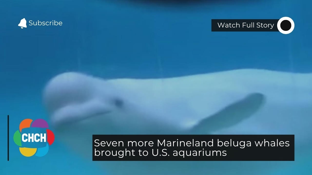 Еще семь белух из Marineland перевезены в океанариумы США
