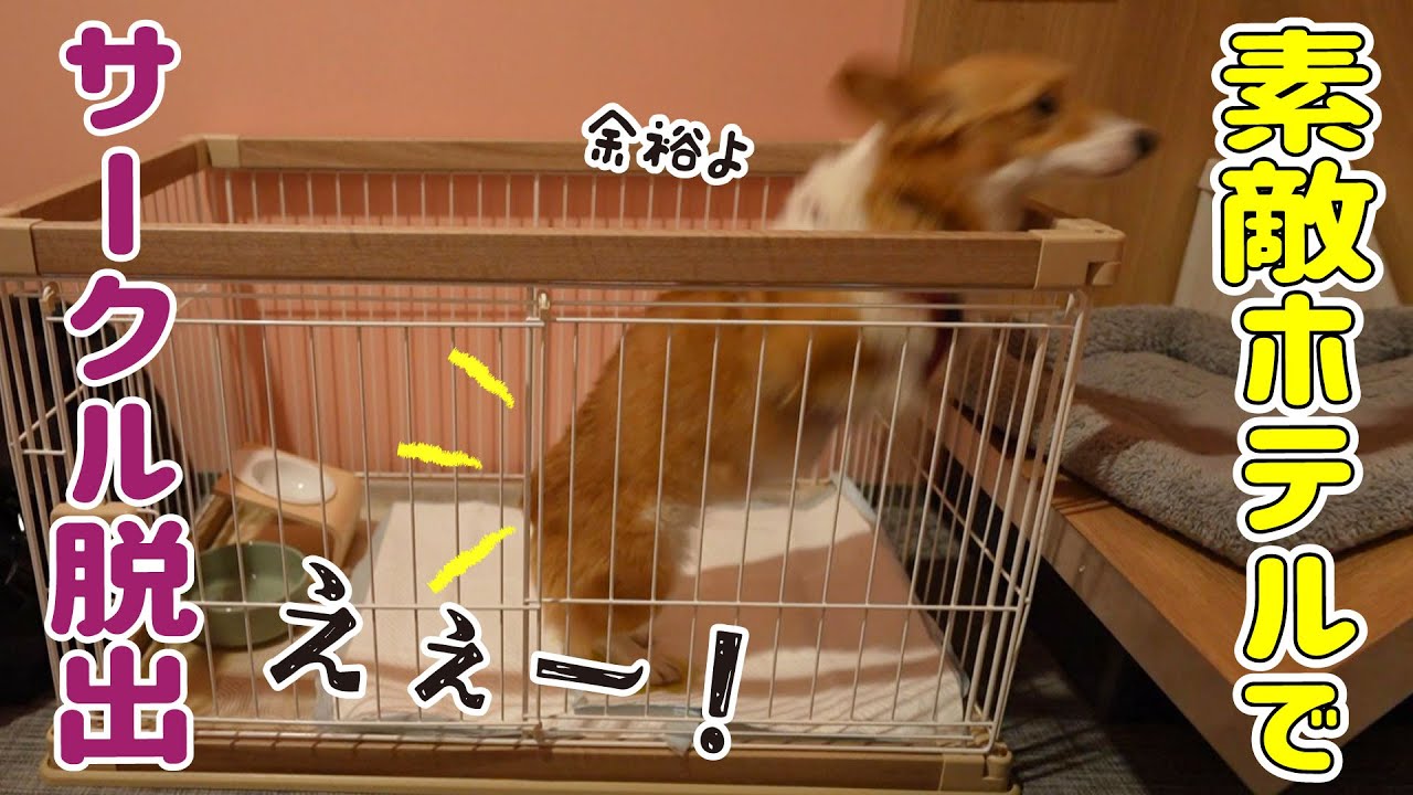 旅先でまさかの大ジャンプ！予想外のことをする愛犬が面白過ぎる！【OMO7旭川 by星野リゾート】