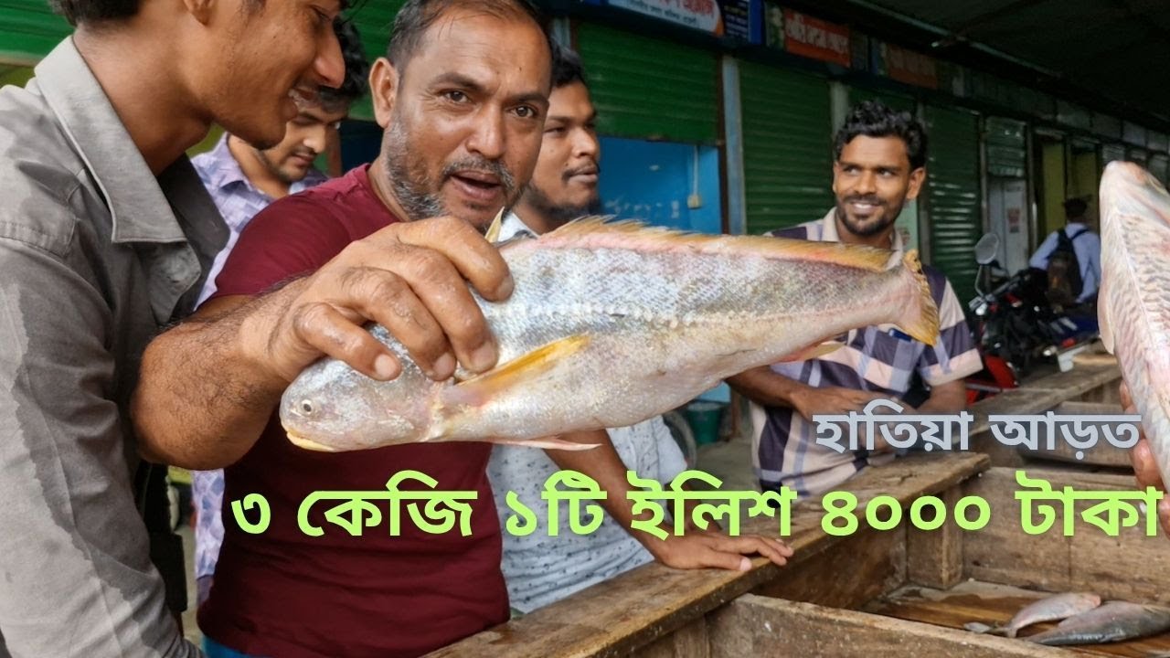 আড়তে এল ৩ কেজি ওজনের ইলিশ।। চেয়ারম্যান ঘাট।। ইলিশের আড়ৎ।। হাতিয়া।।
