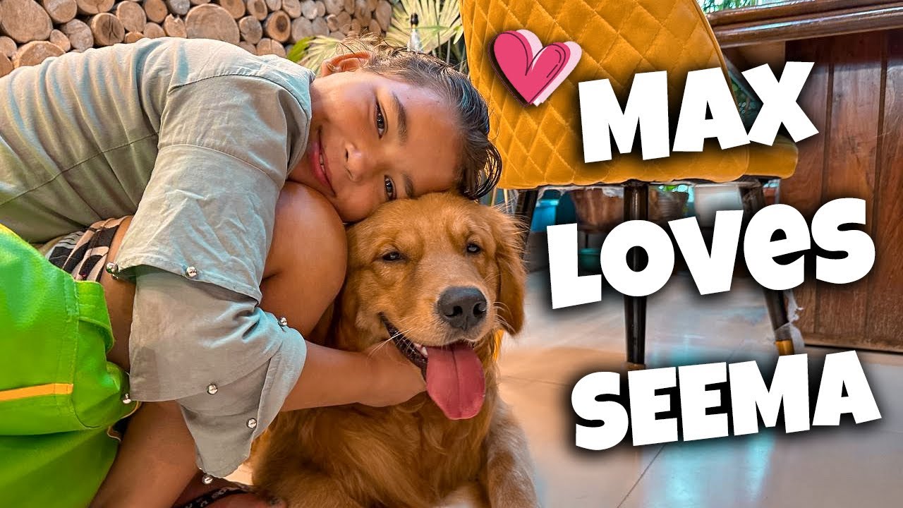 Max lovess Seema 🎉❤️😍@THE HIMALAYAN HUSKY