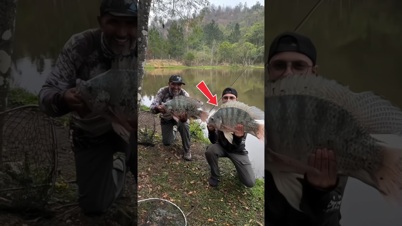 This fish is a cure! 🔥 | Tilapia Fish Facts in Hindi #facts #shorts