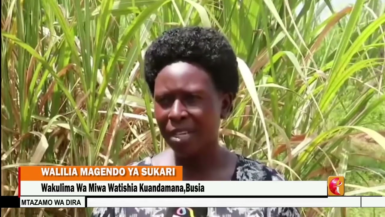 THE CRY OF SUGARCANE FARMERS